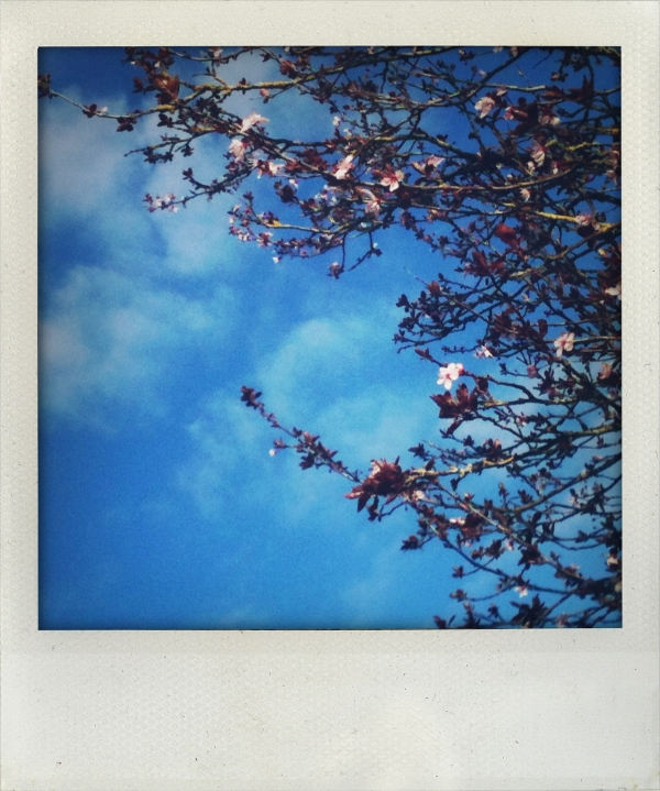 Photographie, printemps